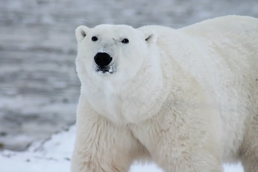 Eisbär