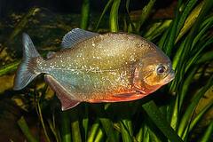 Piranha